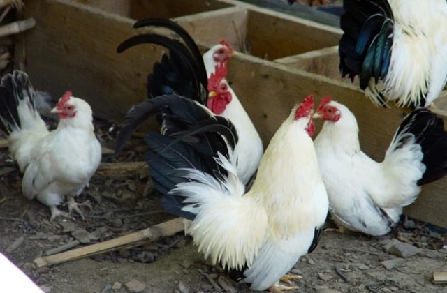 Белгийски град раздава кокошки, за да намали домакинските отпадъци