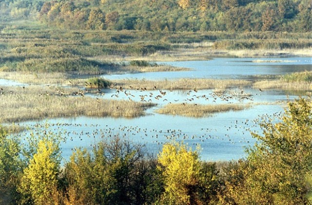 Долетяха първите 16 двойки къдроглави пеликани в Сребърна