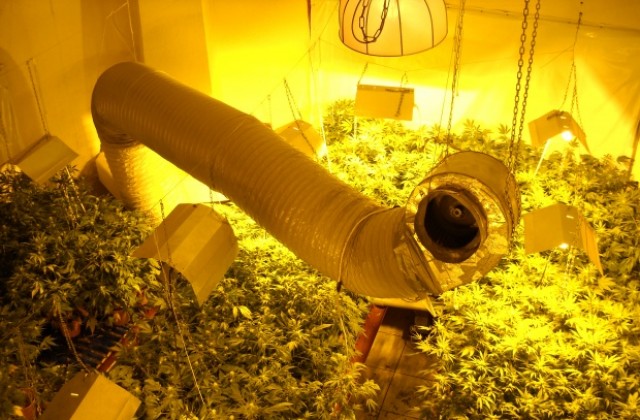 Разбиха наркоплантация в Евксиноград