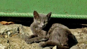 Бясна котка нападна жена в Салманово