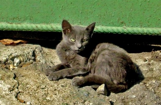 Бясна котка нападна жена в Салманово
