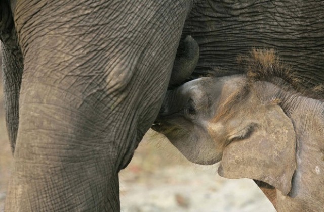 Родиха се първите в света слончета близнаци