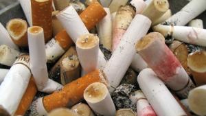 Лисичарник що е то