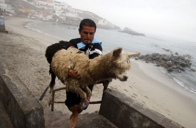 Перуанец научи алпака да кара сърф