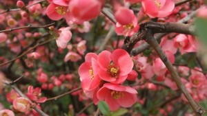 Идва пролет