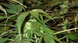 Откриха марихуана в детска стая