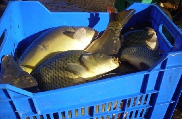 Троянски риболовци зарибиха язовир Сопот с 550 кг шаран
