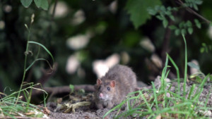 Стартират мерки за борба с гризачите