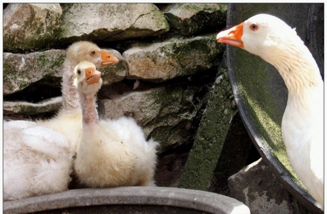 Свикват Областната епизоотична комисия заради птичия грип