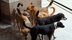 Глутница бездомни кучета нахапа тийнейджърка