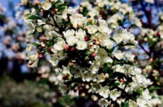 Бал на цветята в Берковица