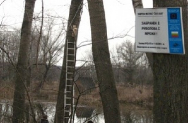 В Злато поле засаждат 100 блатни кокичета