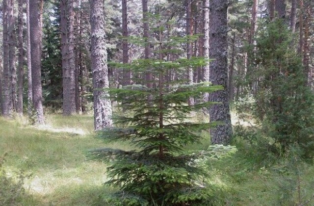 Дават на прокурор горски шеф за злоупотреба с 90 000 лв.