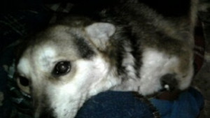 Заради кученцето с отрязаните крака варненци се срещат за да