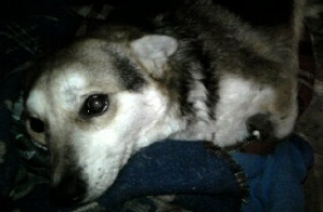 Заради кученцето с отрязаните крака варненци се срещат, за да организират протест