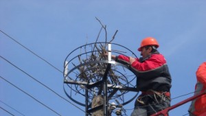 И в Разградско ЕОН прави нови домове на щъркелите
