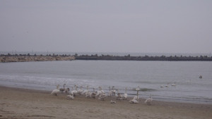 Потвърдиха случай на птичи грип край Варна