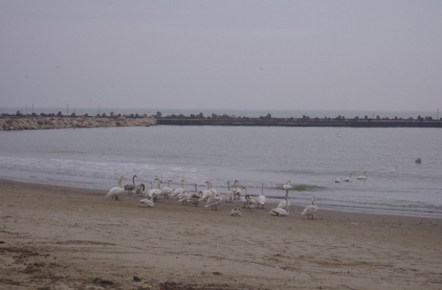 Потвърдиха случай на птичи грип край Варна