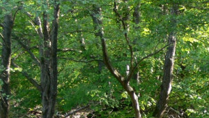 Киселица брекина скоруша и джанки