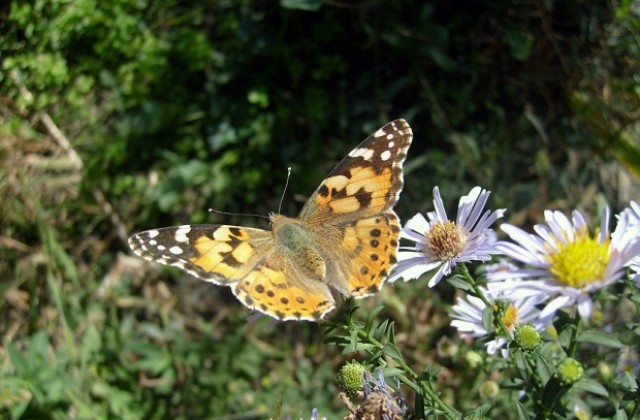Хората в големия град страдат повече от пролетни алергии