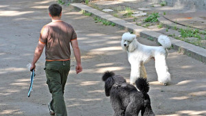 Столична община наложила глоби на 150 собственици на кучета
