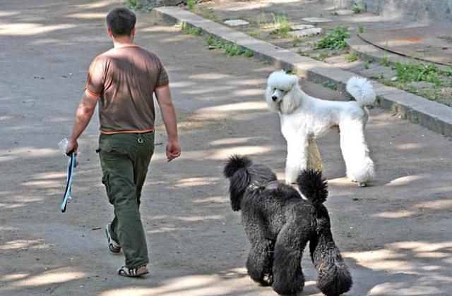 Столична община наложила глоби на 150 собственици на кучета