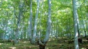 Гората утре наша грижа днес