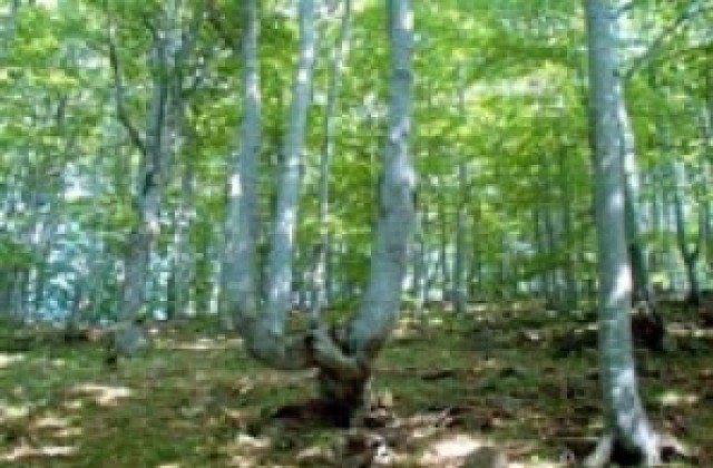 „Гората утре - наша грижа днес