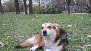 С мирно шествие варненци ще протестират срещу насилието към животните