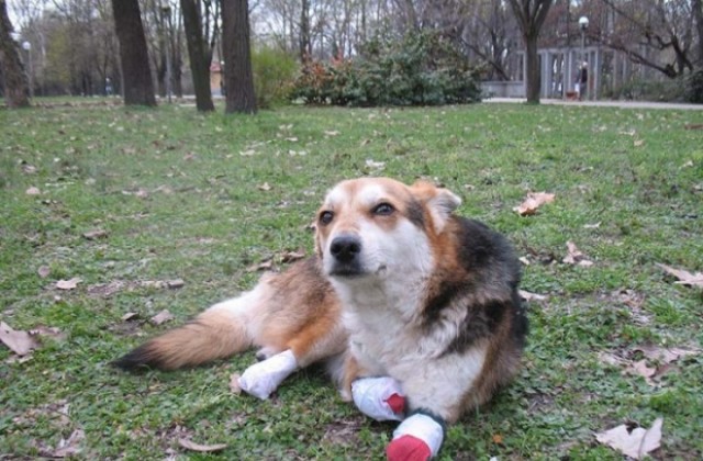 С мирно шествие варненци ще протестират срещу насилието към животните