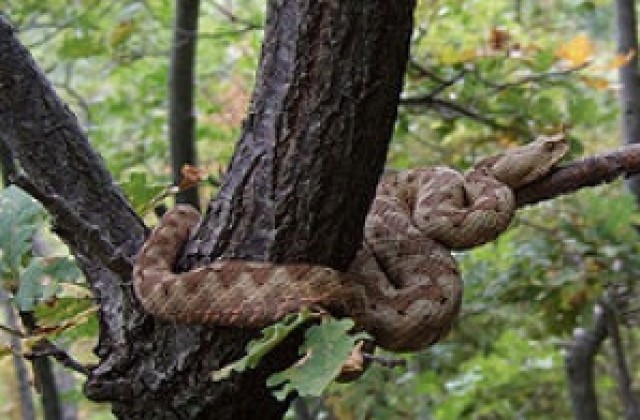 Варненец се спаси след ухапване от пепелянка