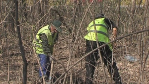 7000 дръвчета засадиха в Долна Митрополия