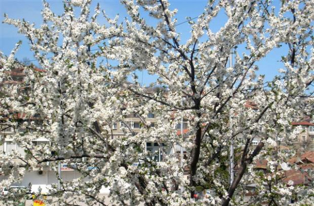 Продължава почистването на Шумен, ще раздават и фиданки