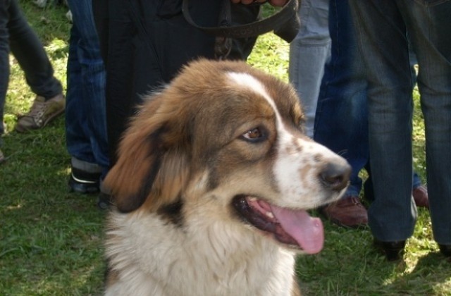 Изграждат система за регистрация и контрол на животните