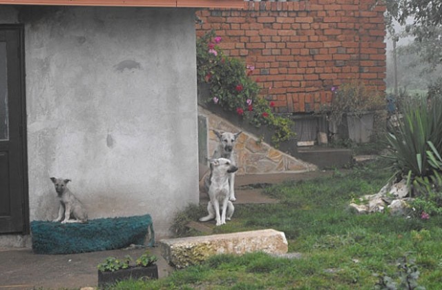 22-ма свидетели по делото за убитото от кучета дете в Разградско
