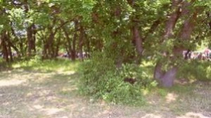 Пръскат срещу широколистни плевели пазете пчелите