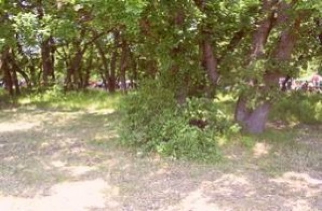 Пръскат срещу широколистни плевели, пазете пчелите