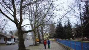 Създават Алея Европа в Генерал Тошево