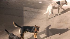 Изграждането на нов кучешки приют стартира с 400 хил лв