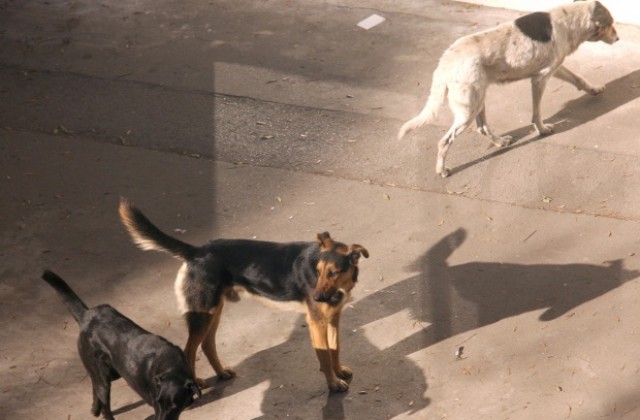 Изграждането на нов кучешки приют стартира с 400 хил. лв.