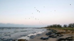 МРРБ започва процедури за отдаване под наем на 17 морски