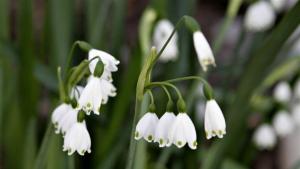 Мъж събирал блатно кокиче от защитена територия