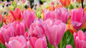 Третият фестивал на цветята се открива на 4 май