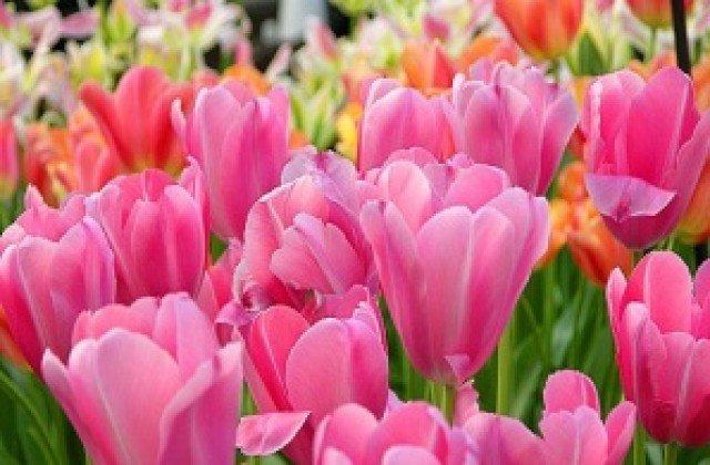 Третият фестивал на цветята се открива на 4 май