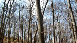 15годишно момиче е било изнасилено