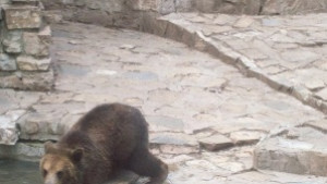 Малките мечета в нов дом
