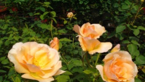 Чужди фирми се включват в III Майски фестивал на цветята