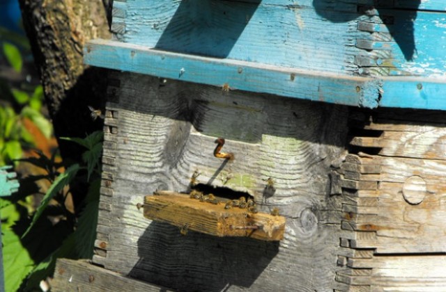 Пчелите са полудели в разградското село Веселина