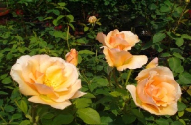 С концерт III-ят Майски фестивал на цветята ще отбележи Гергьовден