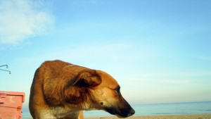 Варненци осиновили 22 бездомни кучета